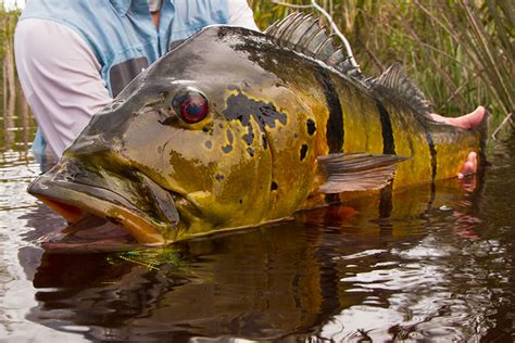 Peacock Bass In The Amazon - Driftless Angler